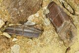 Sandstone with Hadrosaur Tooth and Bone Fragments - Wyoming #283698-1